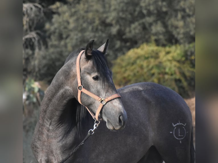 PRE Hengst 2 Jaar 161 cm Appelschimmel in Sevilla