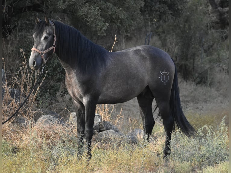 PRE Hengst 2 Jaar 161 cm Appelschimmel in Sevilla