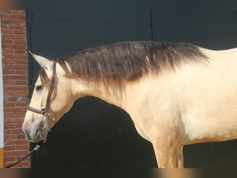 PRE Mix Hengst 2 Jaar 161 cm Falbe in Hamburg