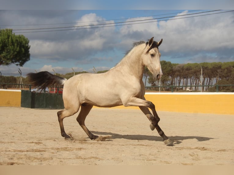 PRE Mix Hengst 2 Jaar 161 cm Falbe in Hamburg