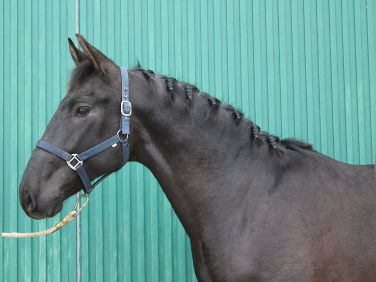 PRE Hengst 2 Jaar 161 cm in Los Rosales