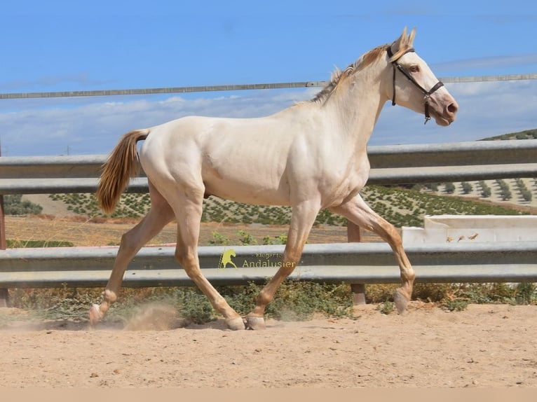 PRE Hengst 2 Jaar 161 cm Pearl in Provinz Cordoba