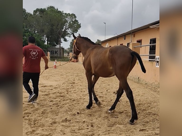 PRE Hengst 2 Jaar 162 cm Bruin in Pedralba