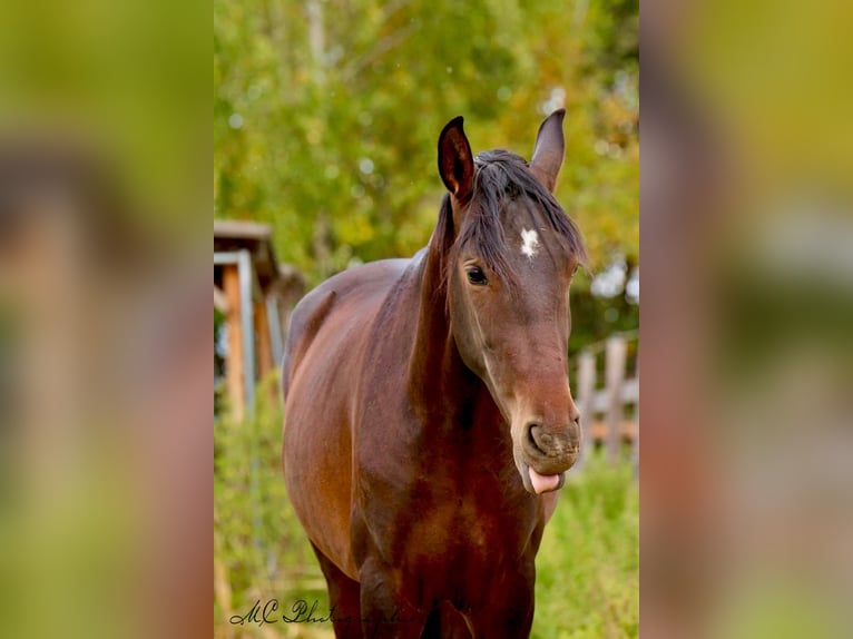 PRE Mix Hengst 2 Jaar 162 cm Bruin in Brandis