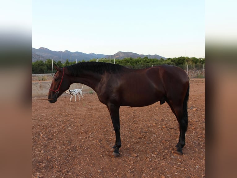 PRE Hengst 2 Jaar 162 cm Bruin in Castellon De La Plana/Castello De La Pla