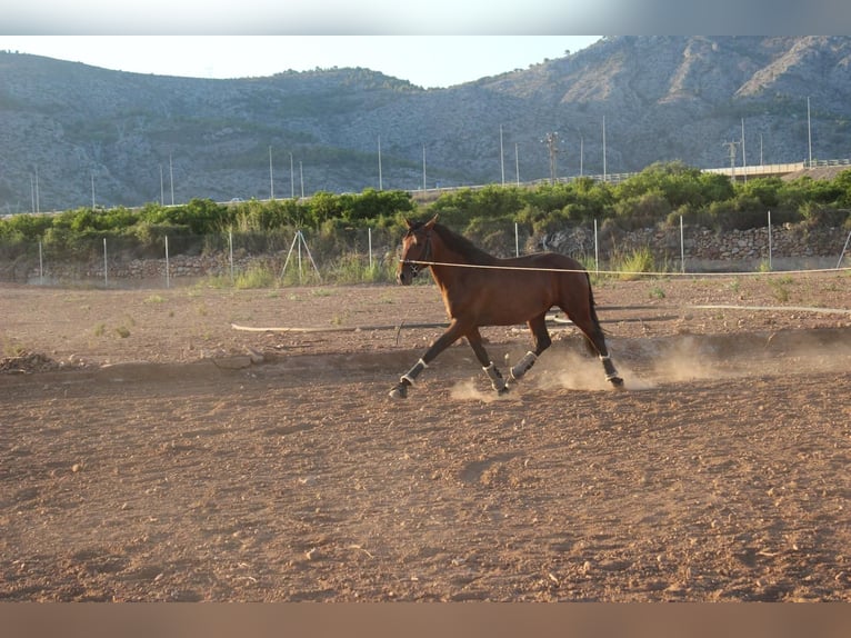 PRE Hengst 2 Jaar 162 cm Bruin in Castellon De La Plana/Castello De La Pla