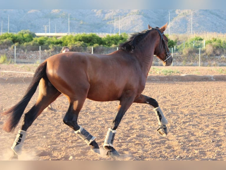 PRE Hengst 2 Jaar 162 cm Bruin in Castellon De La Plana/Castello De La Pla