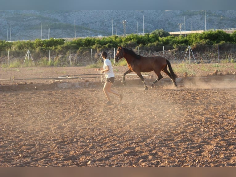 PRE Hengst 2 Jaar 162 cm Bruin in Castellon De La Plana/Castello De La Pla