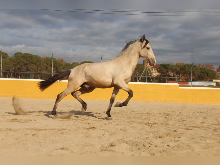 PRE Mix Hengst 2 Jaar 162 cm Falbe in Hamburg