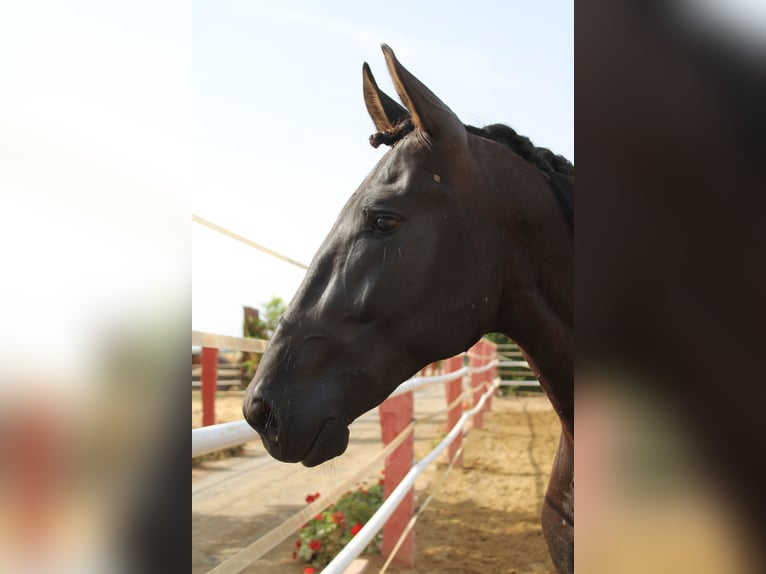 PRE Hengst 2 Jaar 162 cm  in Los Rosales