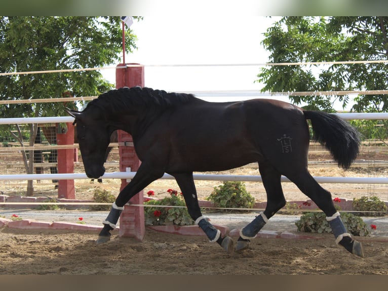 PRE Hengst 2 Jaar 162 cm  in Los Rosales