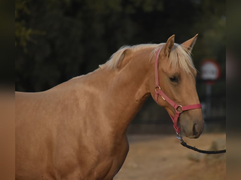 PRE Hengst 2 Jaar 162 cm Palomino in El Real De La Jara, Sevilla