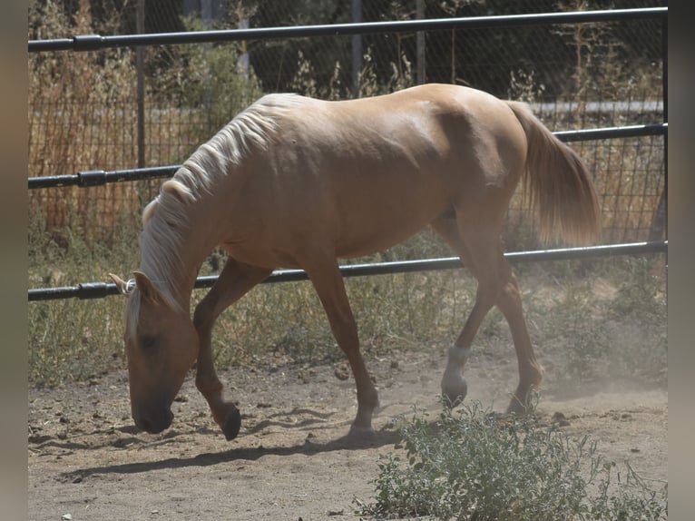 PRE Hengst 2 Jaar 162 cm Palomino in El Real De La Jara, Sevilla