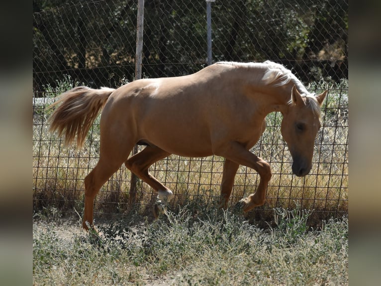 PRE Hengst 2 Jaar 162 cm Palomino in El Real De La Jara, Sevilla