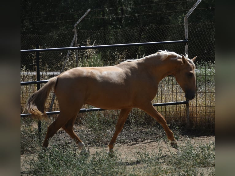 PRE Hengst 2 Jaar 162 cm Palomino in El Real De La Jara, Sevilla