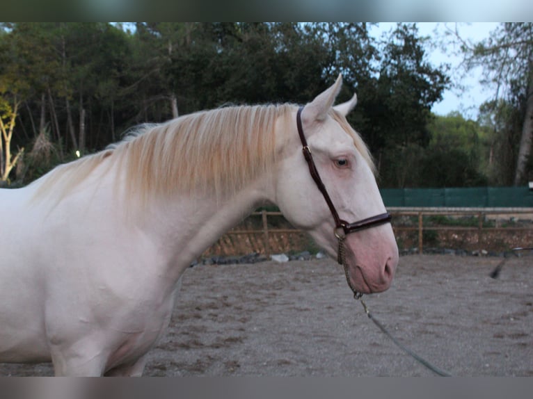 PRE Mix Hengst 2 Jaar 162 cm Perlino in Gava