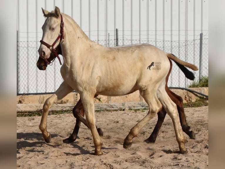 PRE Hengst 2 Jaar 162 cm Perlino in Mallorca