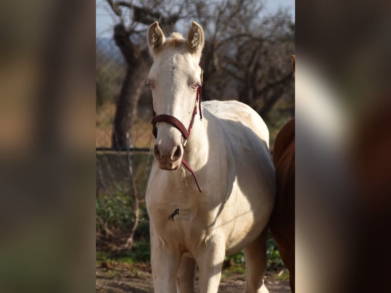 PRE Hengst 2 Jaar 162 cm Perlino in Mallorca