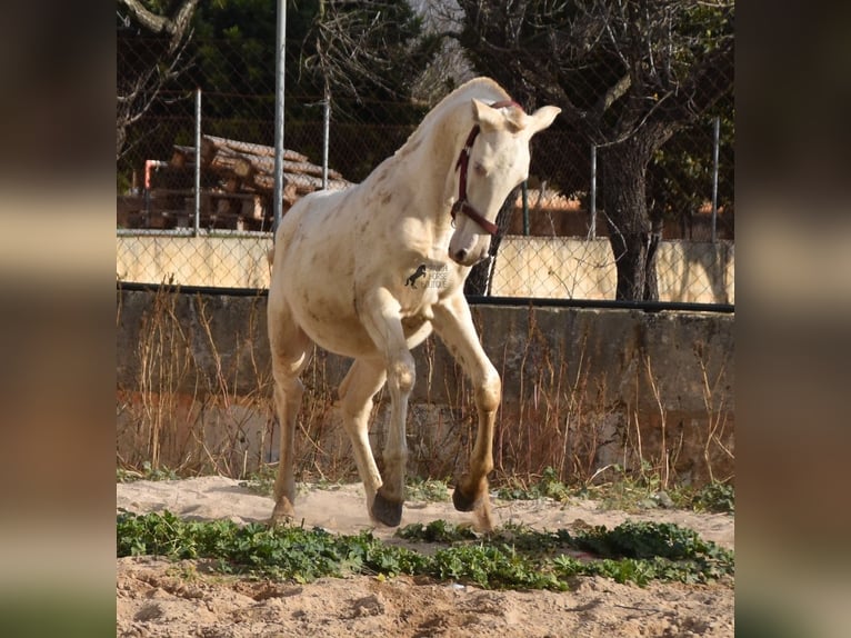 PRE Hengst 2 Jaar 162 cm Perlino in Mallorca