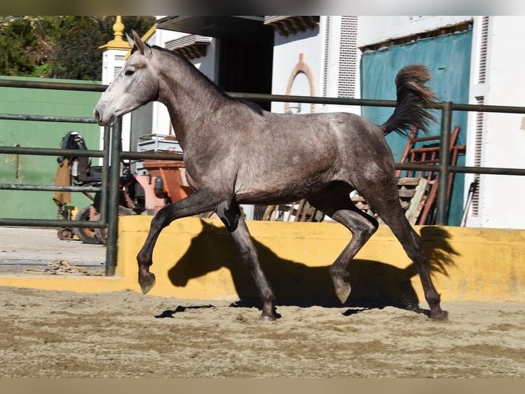 PRE Mix Hengst 2 Jaar 162 cm Schimmel in Provinz Malaga