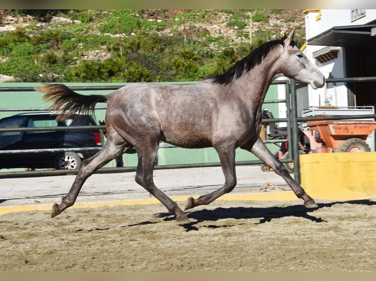 PRE Mix Hengst 2 Jaar 162 cm Schimmel in Provinz Malaga