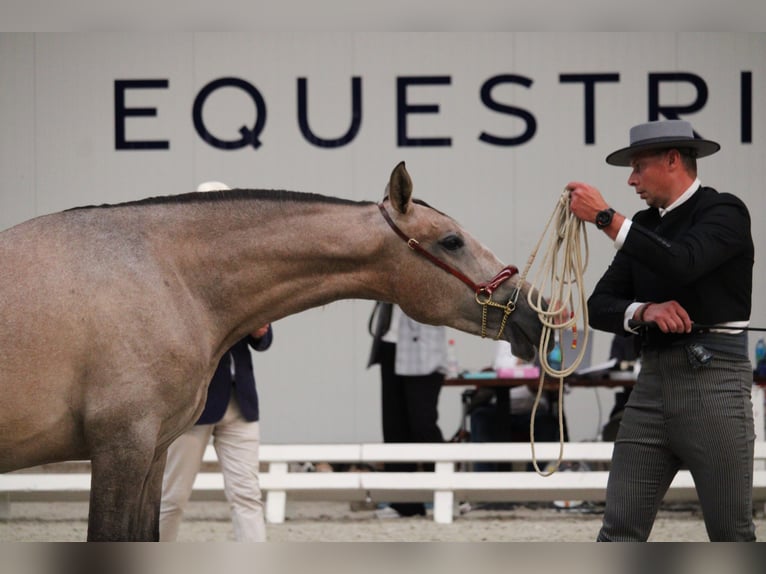 PRE Mix Hengst 2 Jaar 162 cm Schimmel in Alveringem
