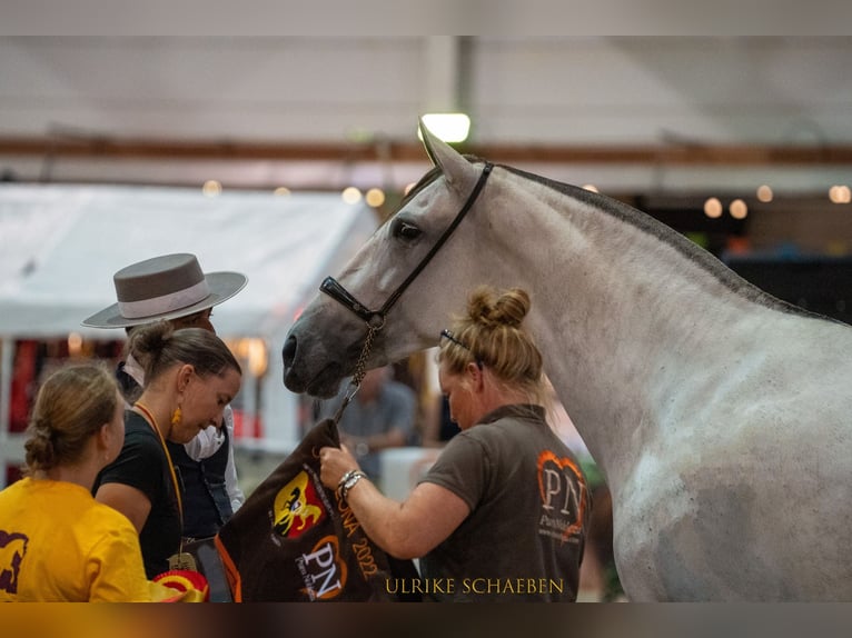 PRE Mix Hengst 2 Jaar 162 cm Schimmel in Alveringem