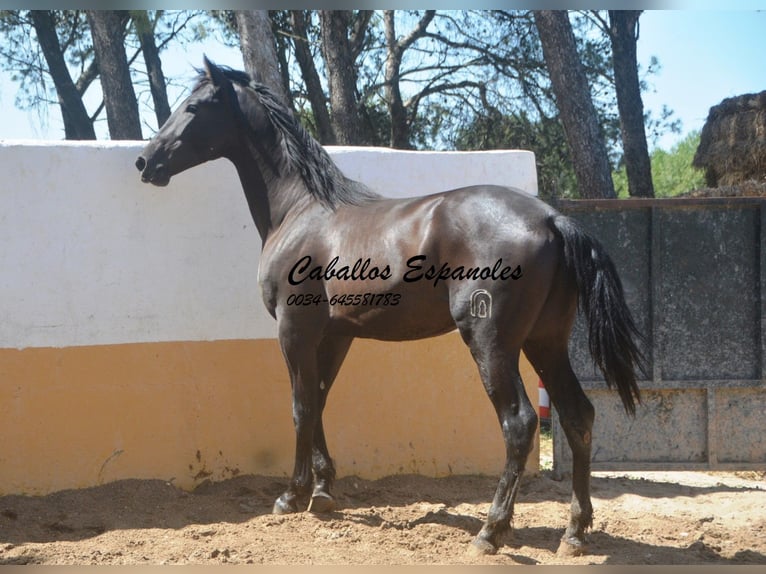 PRE Mix Hengst 2 Jaar 162 cm Zwart in vejer de la frontera
