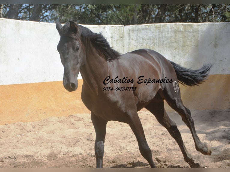 PRE Mix Hengst 2 Jaar 162 cm Zwart in vejer de la frontera
