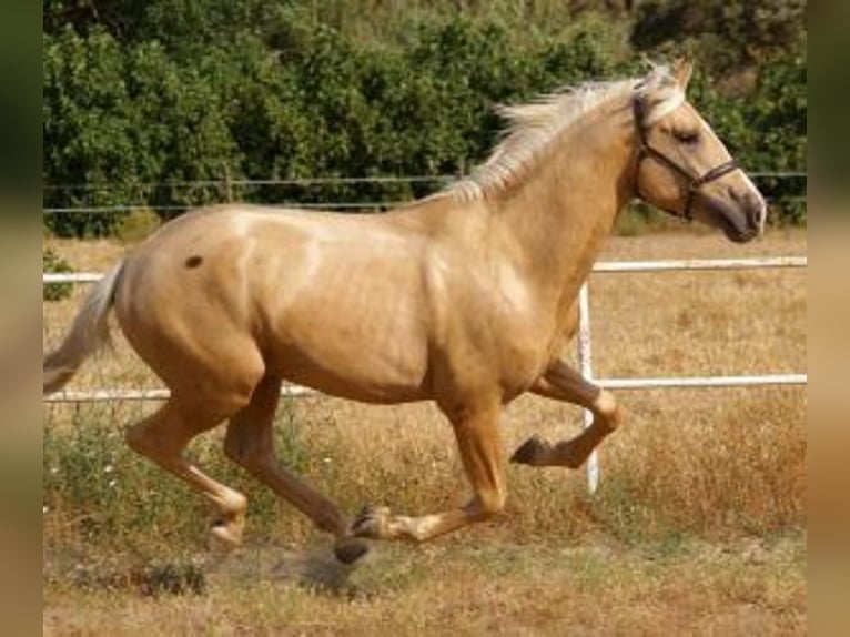 PRE Mix Hengst 2 Jaar 163 cm Overo-alle-kleuren in Madrid