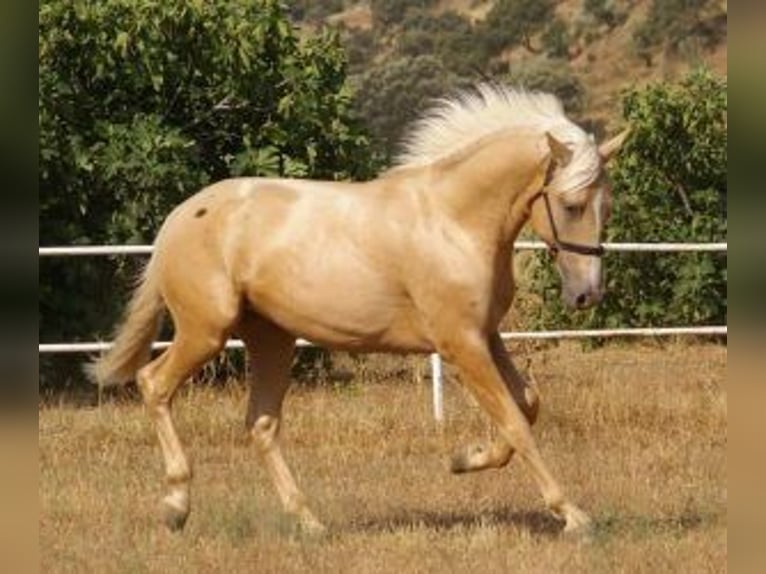 PRE Mix Hengst 2 Jaar 163 cm Overo-alle-kleuren in Madrid