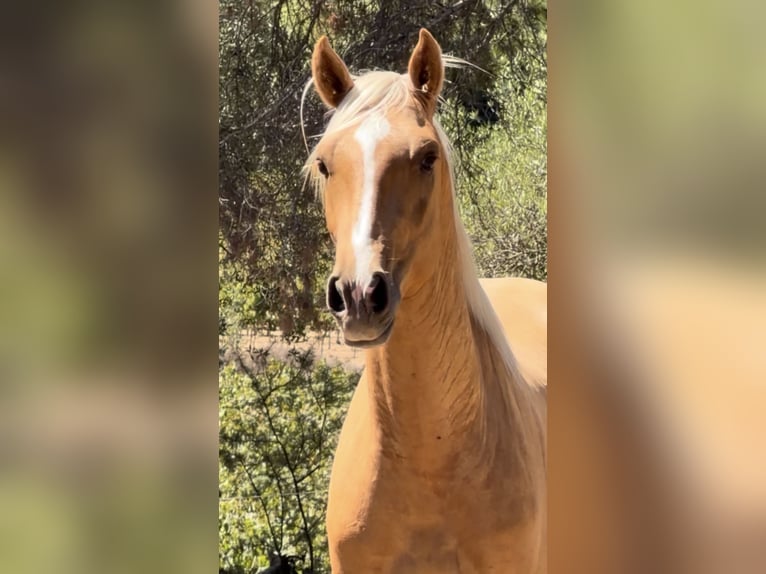 PRE Mix Hengst 2 Jaar 163 cm Palomino in El Catllar