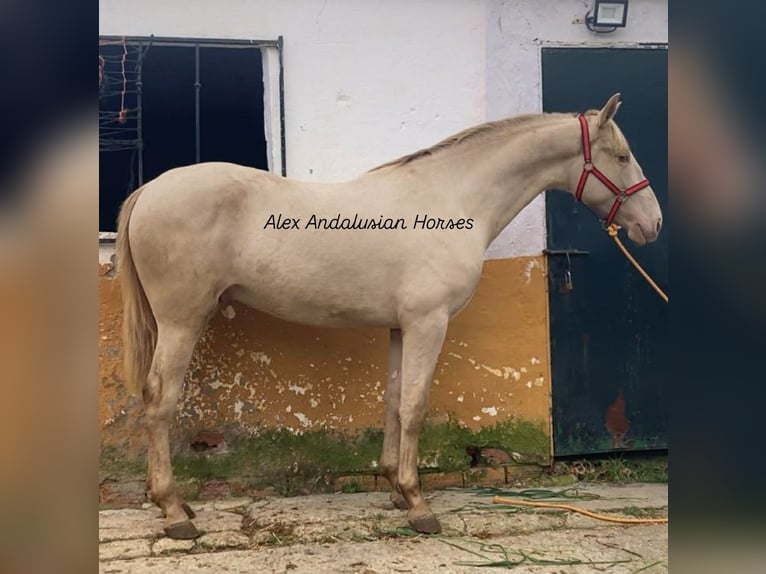 PRE Mix Hengst 2 Jaar 163 cm Perlino in Sevilla