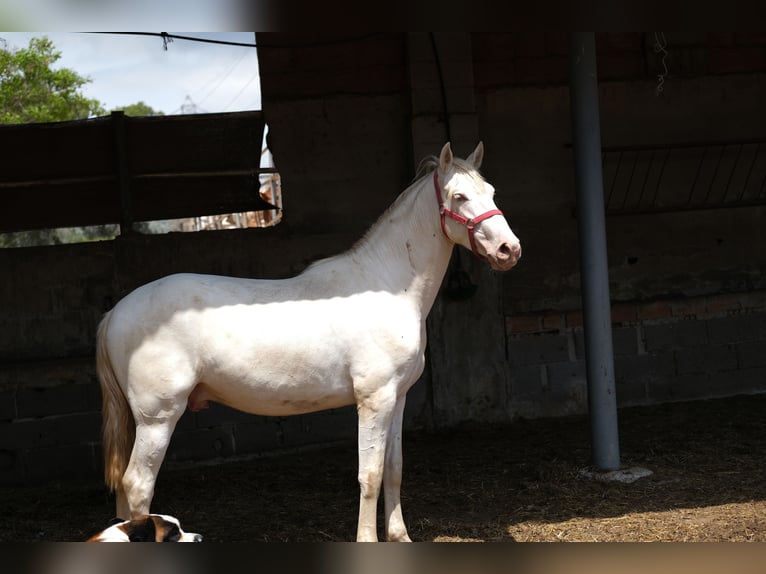 PRE Mix Hengst 2 Jaar 163 cm Perlino in Hamburg