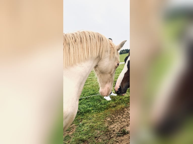 PRE Mix Hengst 2 Jaar 163 cm Perlino in Kürten