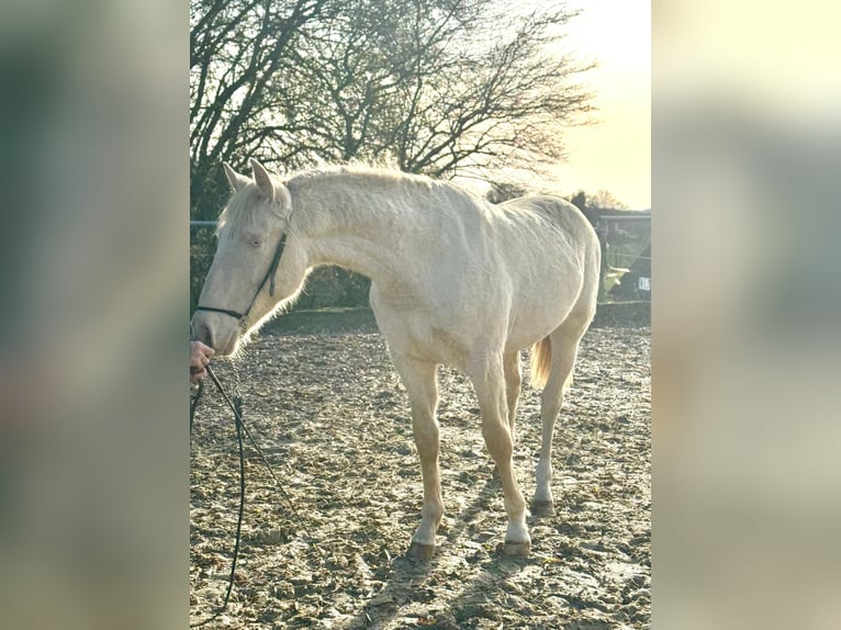 PRE Mix Hengst 2 Jaar 163 cm Perlino in Kürten