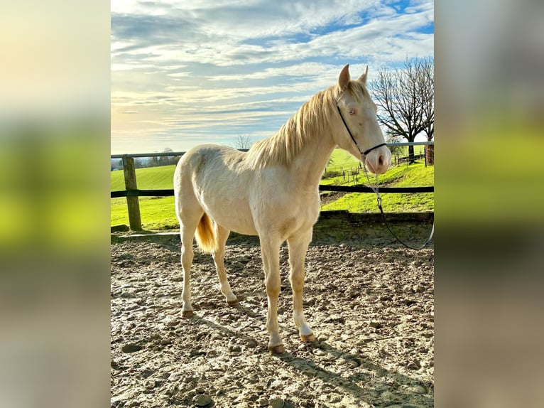 PRE Mix Hengst 2 Jaar 163 cm Perlino in Kürten