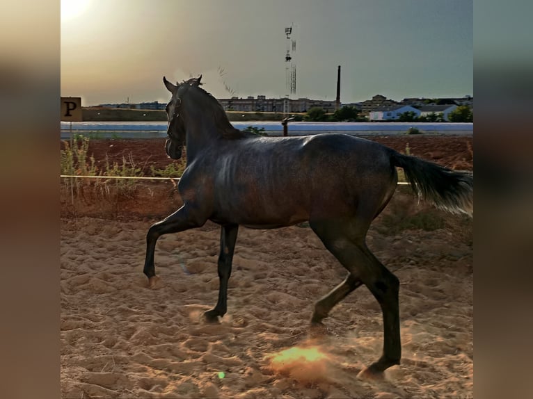 PRE Hengst 2 Jaar 163 cm Schimmel in Aguilar De La Frontera