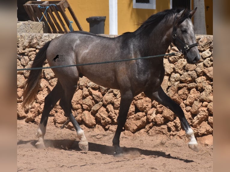 PRE Hengst 2 Jaar 163 cm Schimmel in Menorca