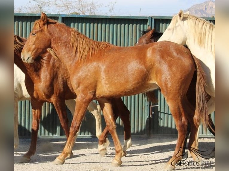 PRE Hengst 2 Jaar 163 cm Vos in Alicante