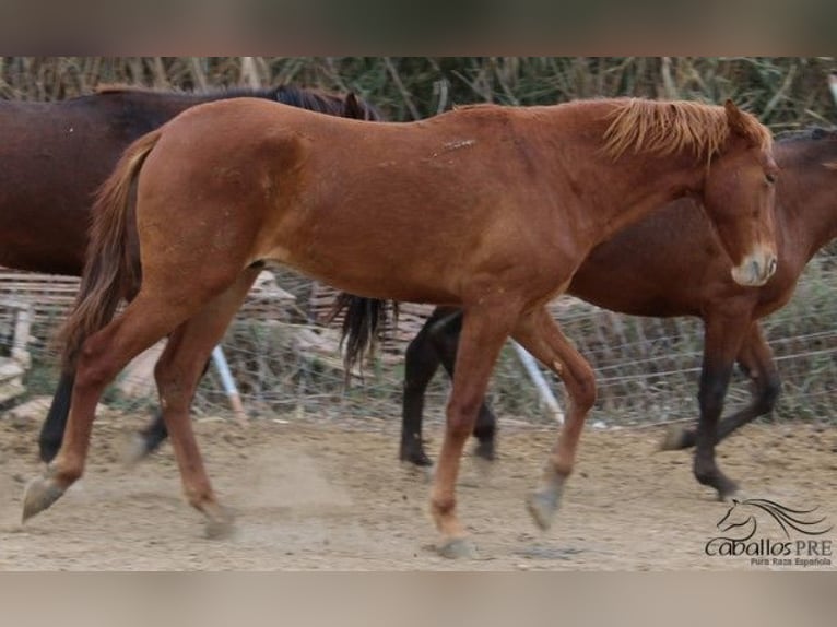 PRE Hengst 2 Jaar 163 cm Vos in Alicante