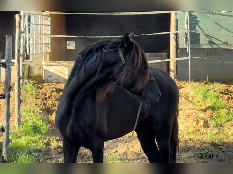 PRE Hengst 2 Jaar 163 cm Zwart in Barcelona