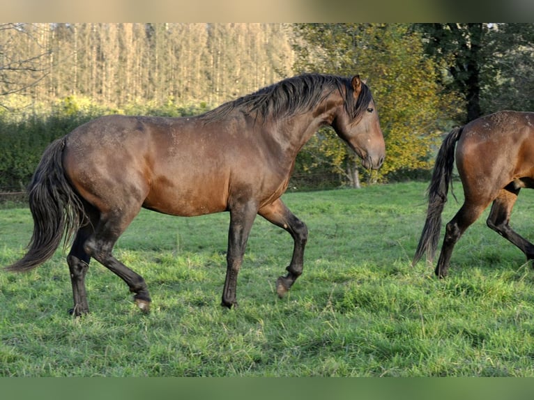 PRE Hengst 2 Jaar 164 cm Bruin in Waldhölzbach