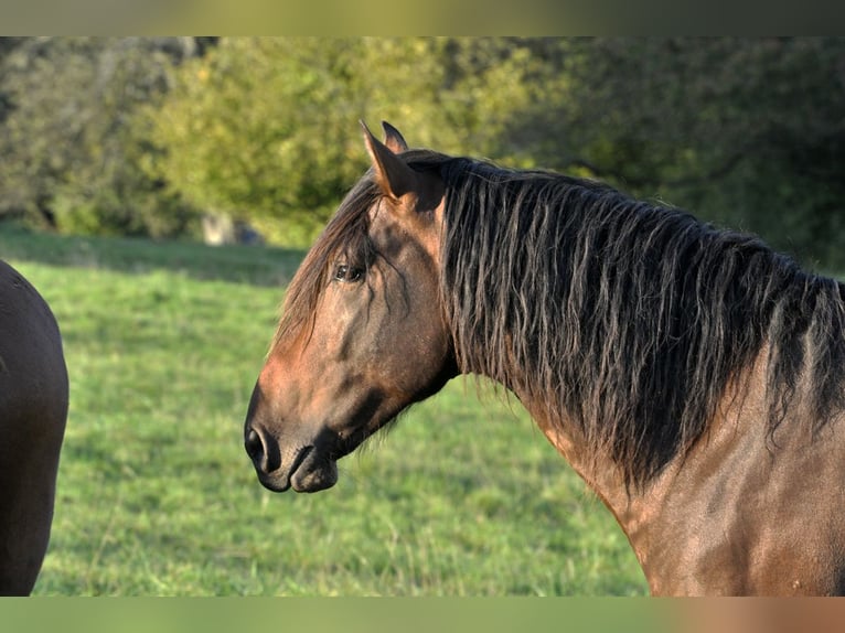 PRE Hengst 2 Jaar 164 cm Bruin in Waldhölzbach