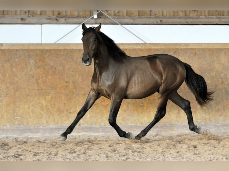 PRE Hengst 2 Jaar 164 cm Bruin in Waldhölzbach