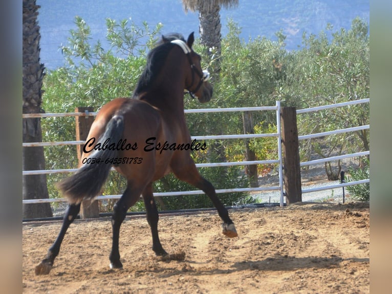 PRE Hengst 2 Jaar 164 cm Bruin in Vejer de la Frontera