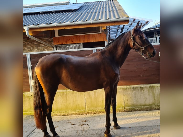 PRE Mix Hengst 2 Jaar 164 cm Bruin in Bahlingen am KaiserstuhlBahlingen