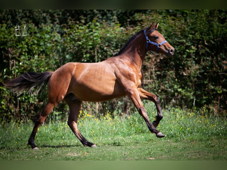 PRE Mix Hengst 2 Jaar 164 cm Bruin in La Vespière-Friardel