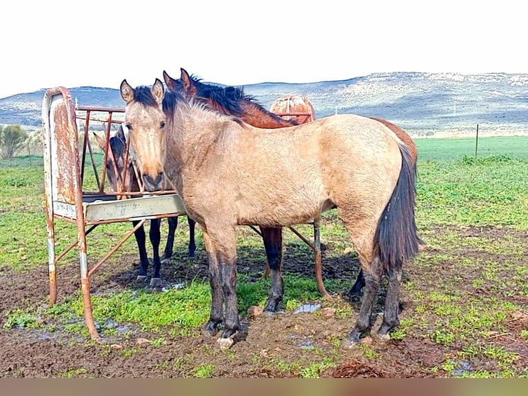 PRE Hengst 2 Jaar 164 cm Falbe in Cabezarrubias Del Puerto