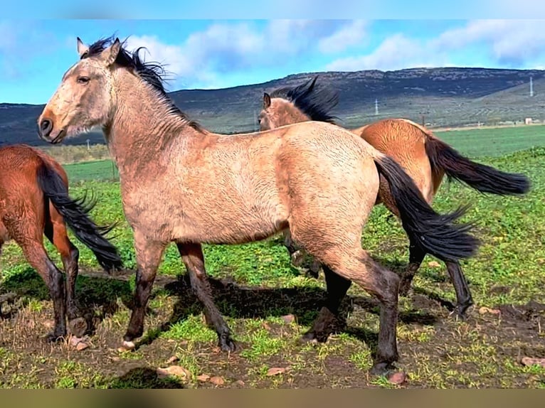 PRE Hengst 2 Jaar 164 cm Falbe in Cabezarrubias Del Puerto